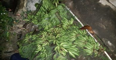 Polsek Talang Padang Ringkus Pencuri Pisang di Gisting Polsek Talang Padang Ringkus Pencuri Pisang di Gisting